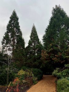 conifers in a garden