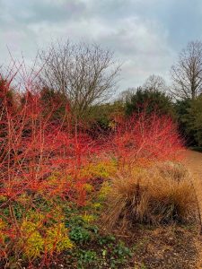coloured stems in a winter garden