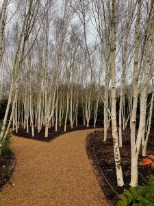 white stem birch trees