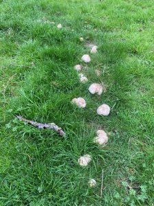 St George's mushroom, mushroom ring in grass