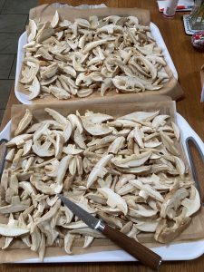 St George's mushroom, slices of mushroom on trays