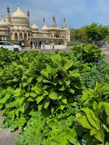 plants in front of Brighton Royal Pavilion