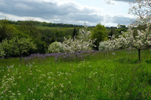 Orchard, wildflowers and woodland beyond