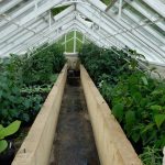 Greenhouse, plants in greenhouse, Vinery greenhouse, glasshouse