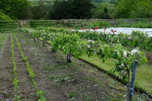 Gravetye walled garden, step-over apples, vegetables, fruit