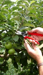 Felco secateurs, secateurs and hands, apple pruning